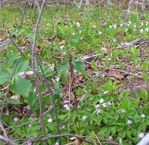 Trillium anenomes